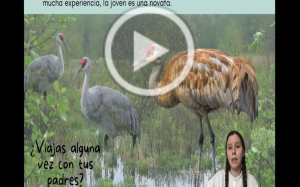 Autora con grullas de fondo
